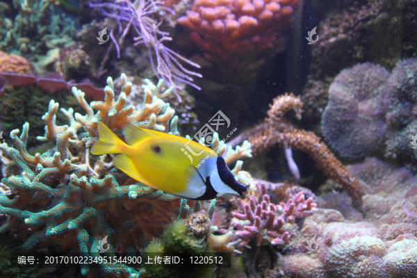 異國情調的魚