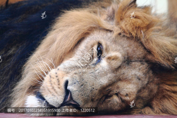 獅子頭