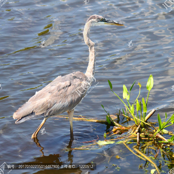 大藍(lán)鷺（Ardea,herodias）
