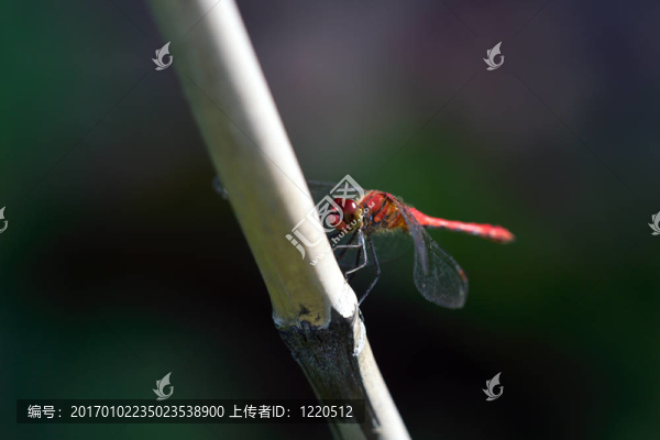 紅龍飛在竹簽上
