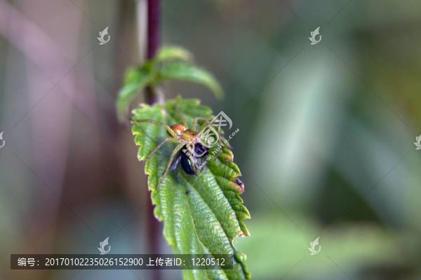 蜘蛛吃蒼蠅