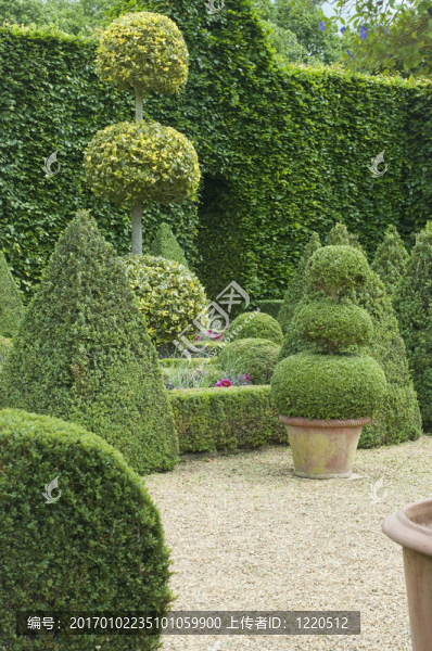 英語的黃楊木花園