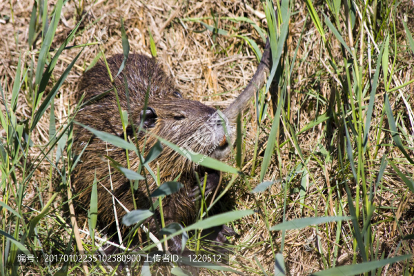 海貍鼠或Coypu（海貍鼠）