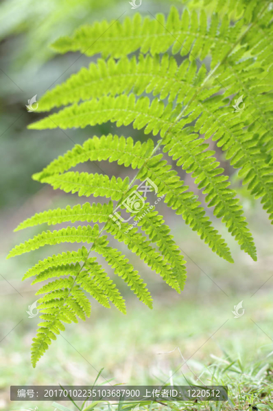 蕨葉