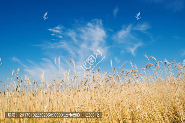麥田