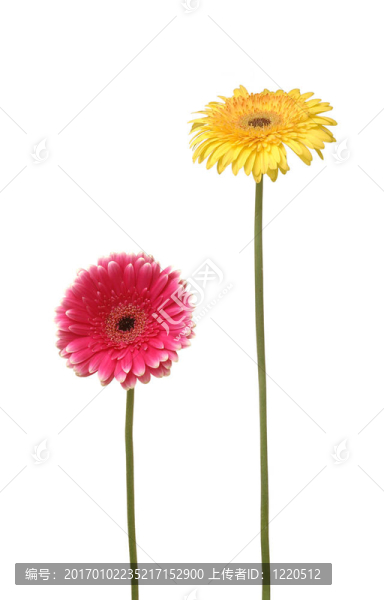 兩雛菊