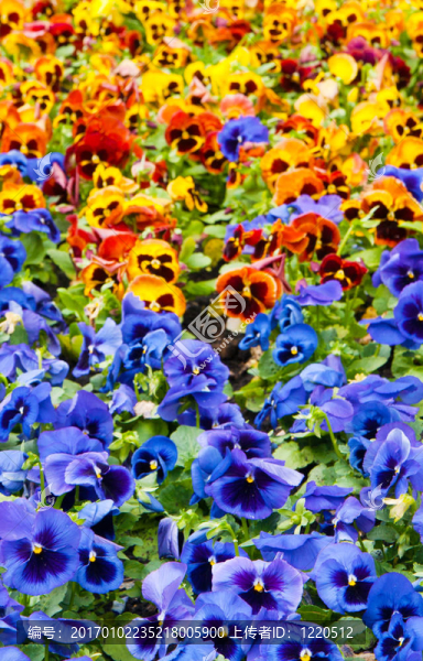 花