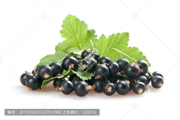 黑加侖