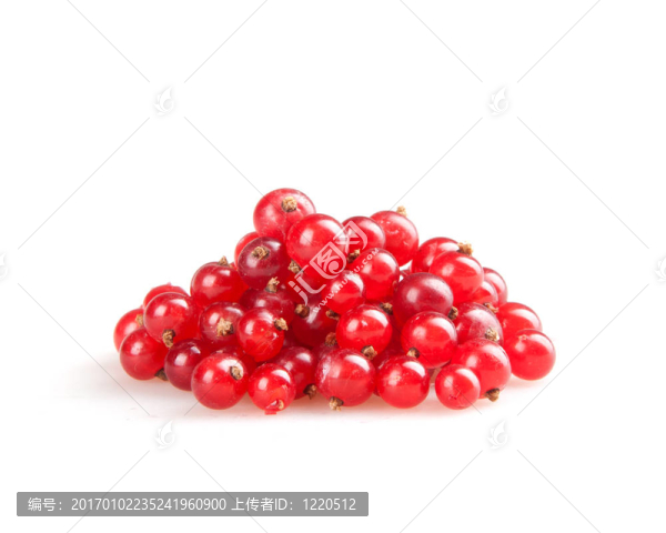 紅醋栗