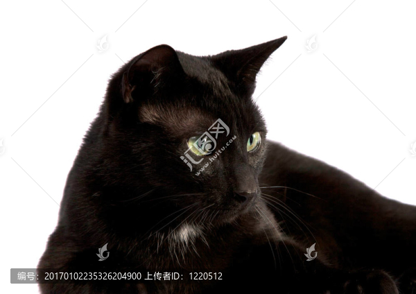 黑貓?zhí)貙?xiě)左看