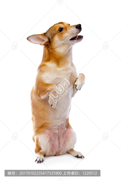 狗