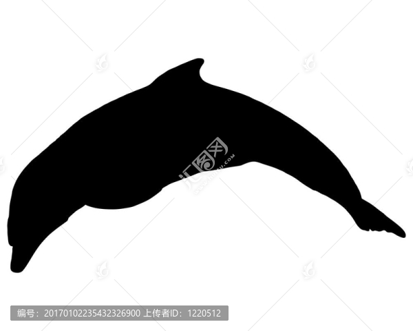海豚的輪廓