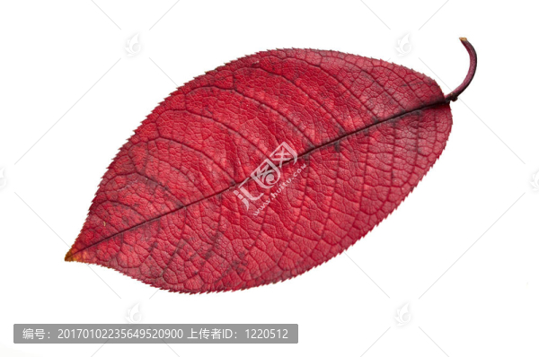 秋天的紅葉