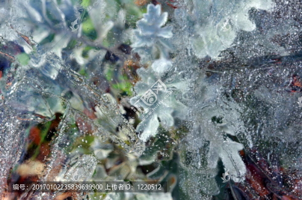 冰下葉草