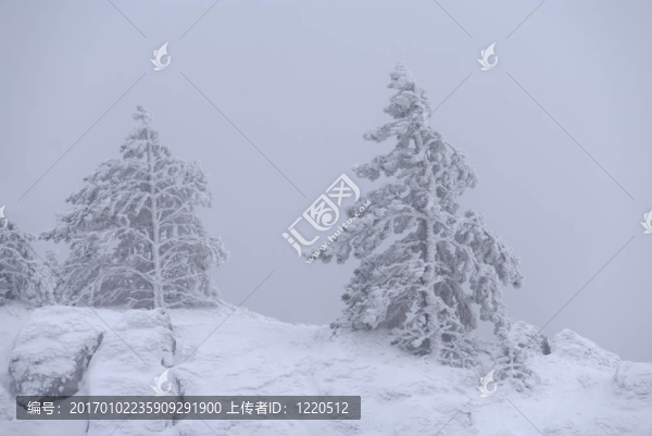 被雪覆蓋的松樹