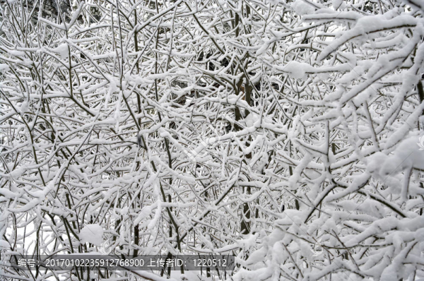 雪中樹枝