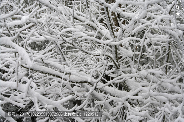 雪中樹枝