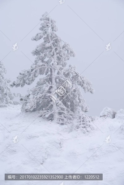 被雪覆蓋的松樹