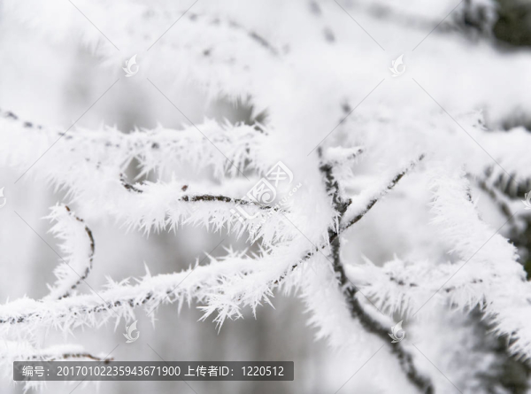 樹枝在霜