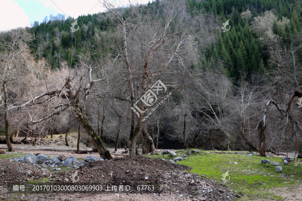 山間樹(shù)林-匯圖網(wǎng) www.fosd68.com 山間樹(shù)林