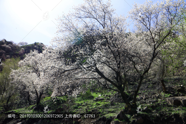 杏花爛漫