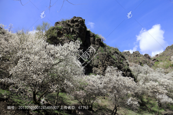 杏花盛開(kāi)-匯圖網(wǎng) www.fosd68.com 杏花盛開(kāi)