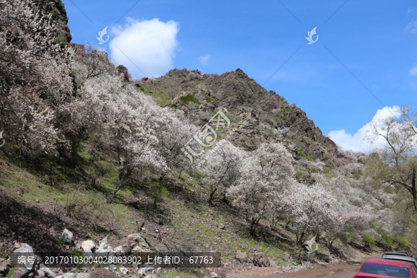 春臨杏花谷-匯圖網(wǎng) www.fosd68.com 春臨杏花谷