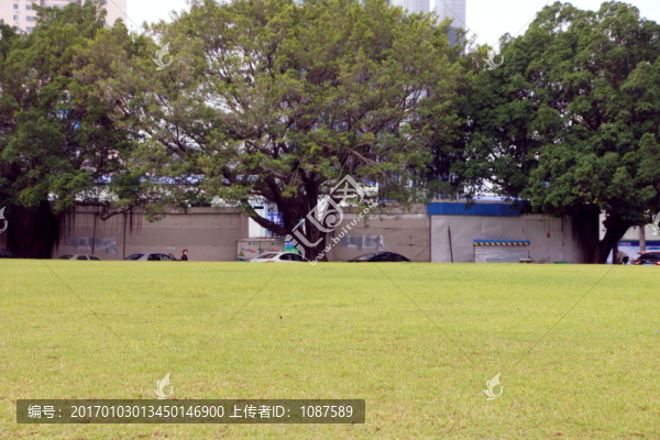 草坪