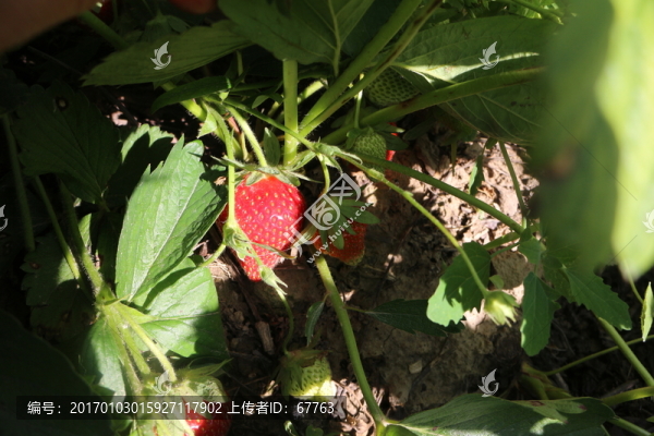 草莓