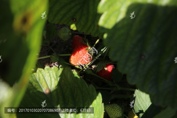 田間草莓