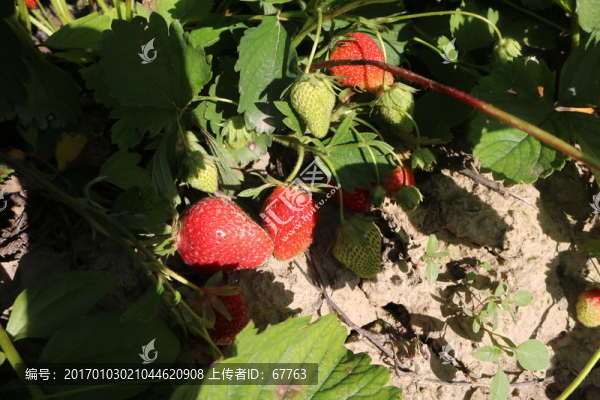 田間草莓