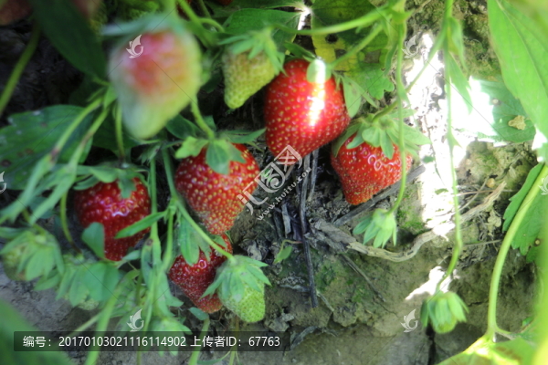 田間草莓