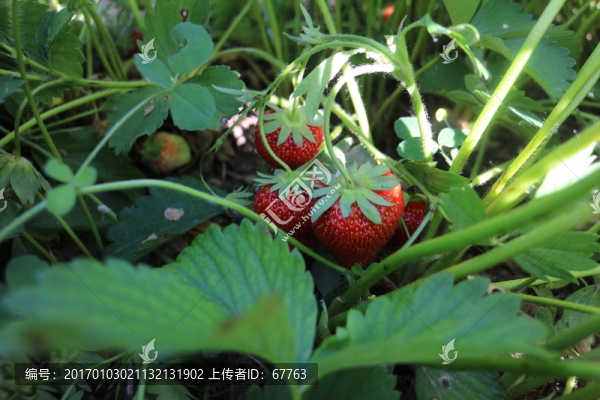 田間草莓