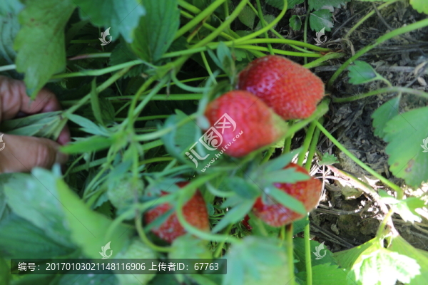 田間草莓