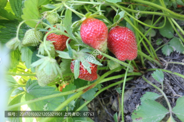 田間草莓