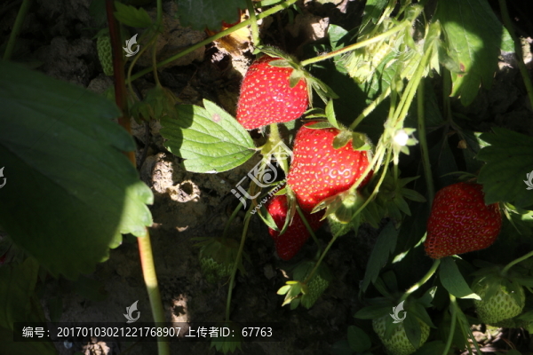 田間草莓