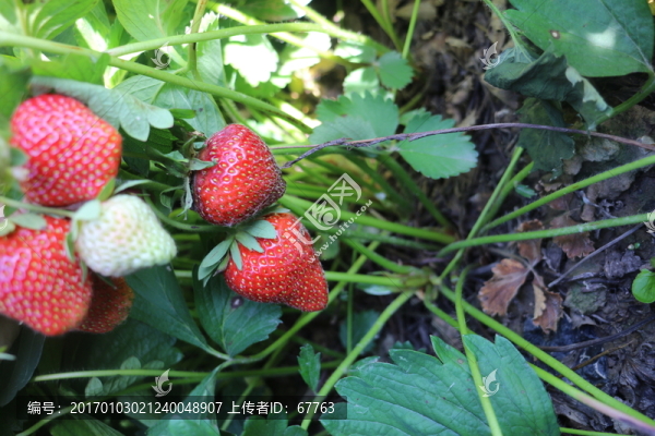 田間草莓