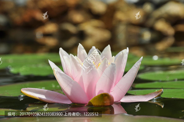美麗的粉紅蓮花特寫