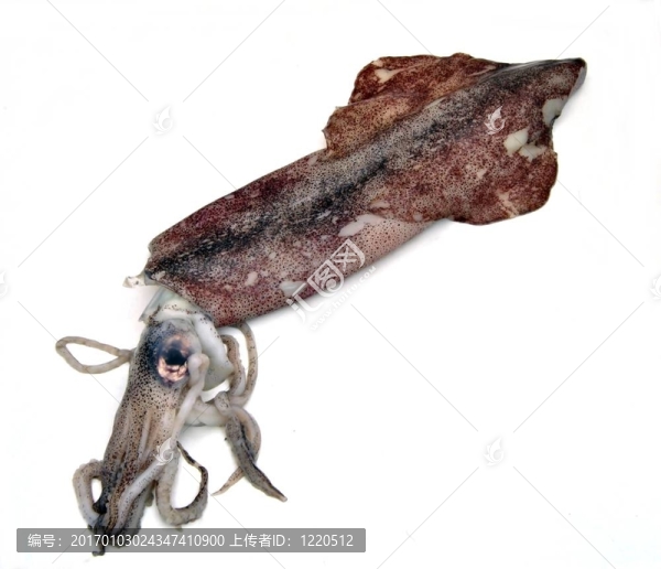 原料魷魚(yú)