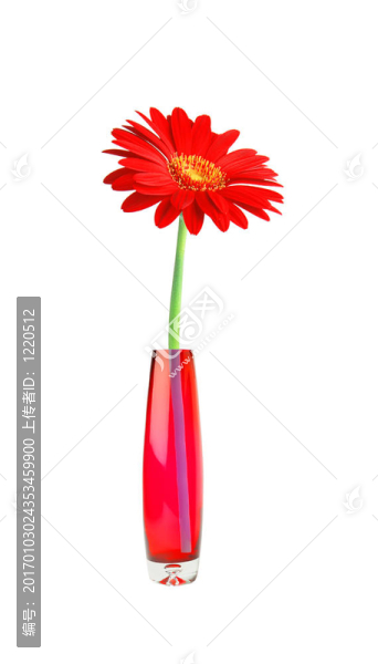 花瓶中的紅太陽孤立在白色背景