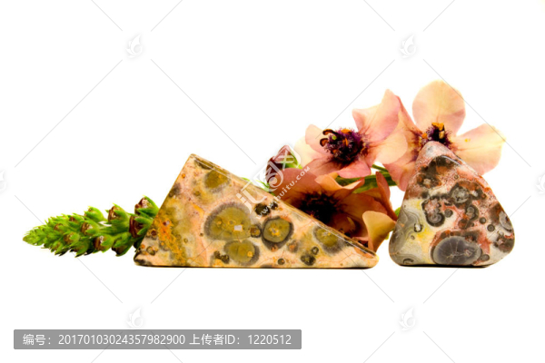 Leopard,Jasper和毛蕊花（毛）花