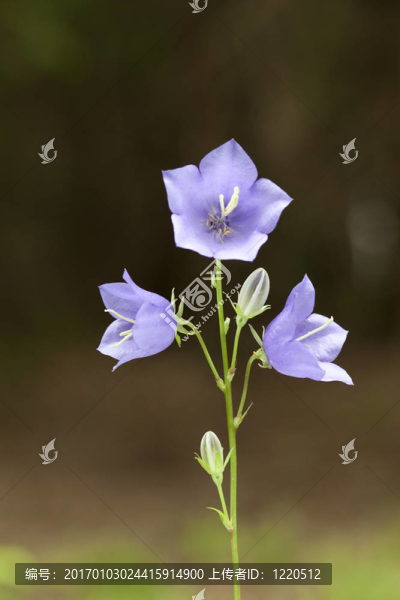 圓葉風(fēng)鈴草
