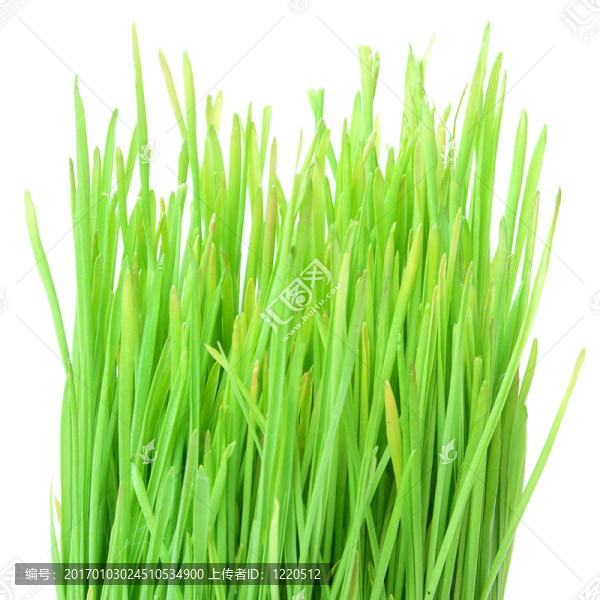 綠色的草