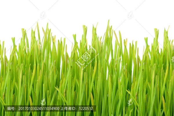 綠色的草