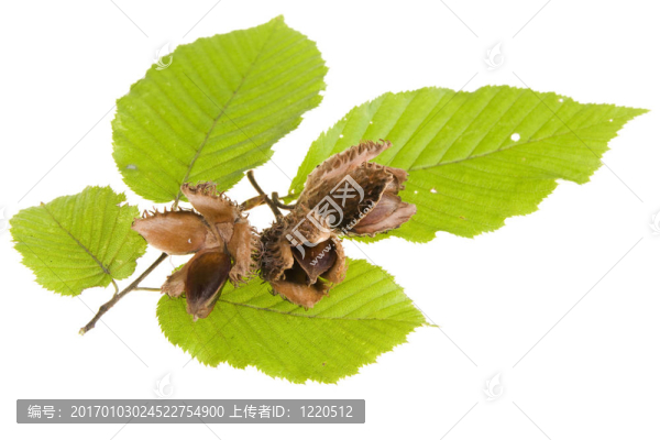 白色背景上的山毛櫸堅果和葉子