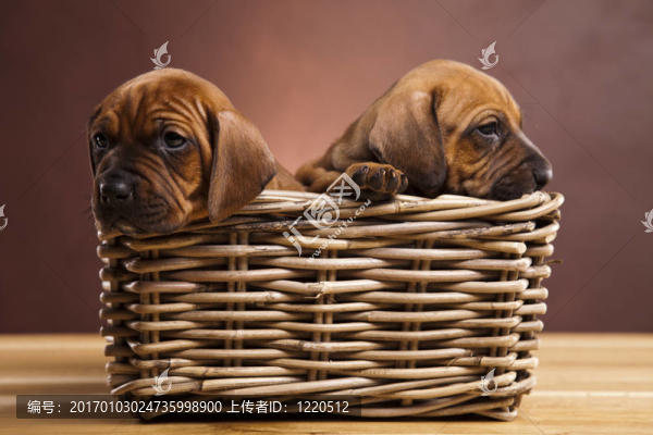 小狗；柳條筐