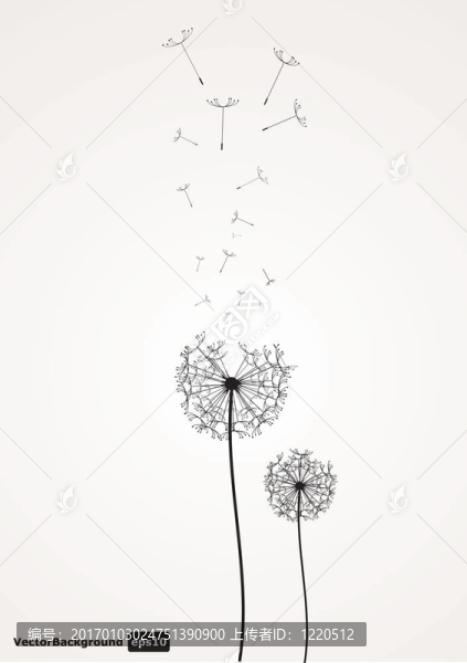 向量的蒲公英