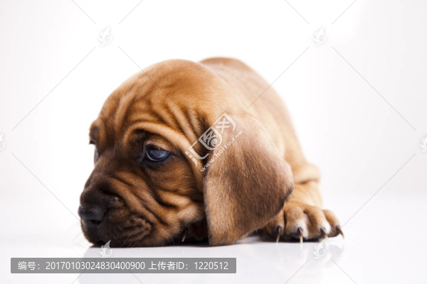 小狗