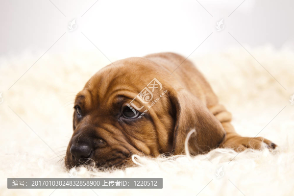 狗