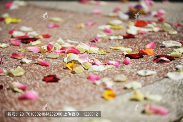 玫瑰花瓣